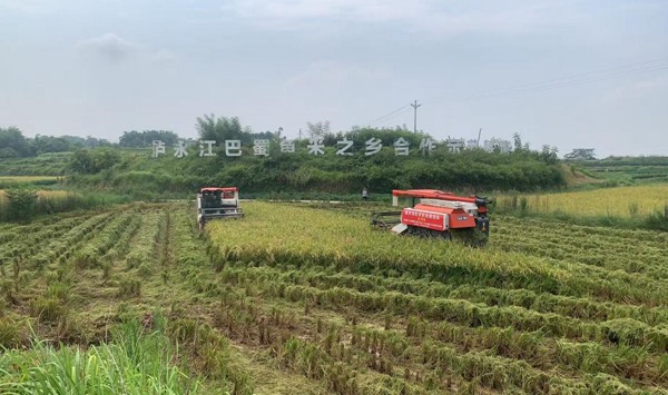 在江津，收割机穿梭田间收割水稻。牟举辉摄
