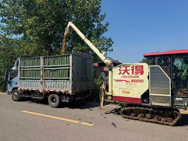 在永川，收割机在将粮食转往运输车。邹家杰摄