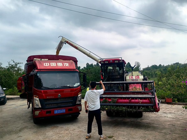 铜梁插腊村，技术怨佚在指挥收割机将粮食转往运输车。彭韦摄